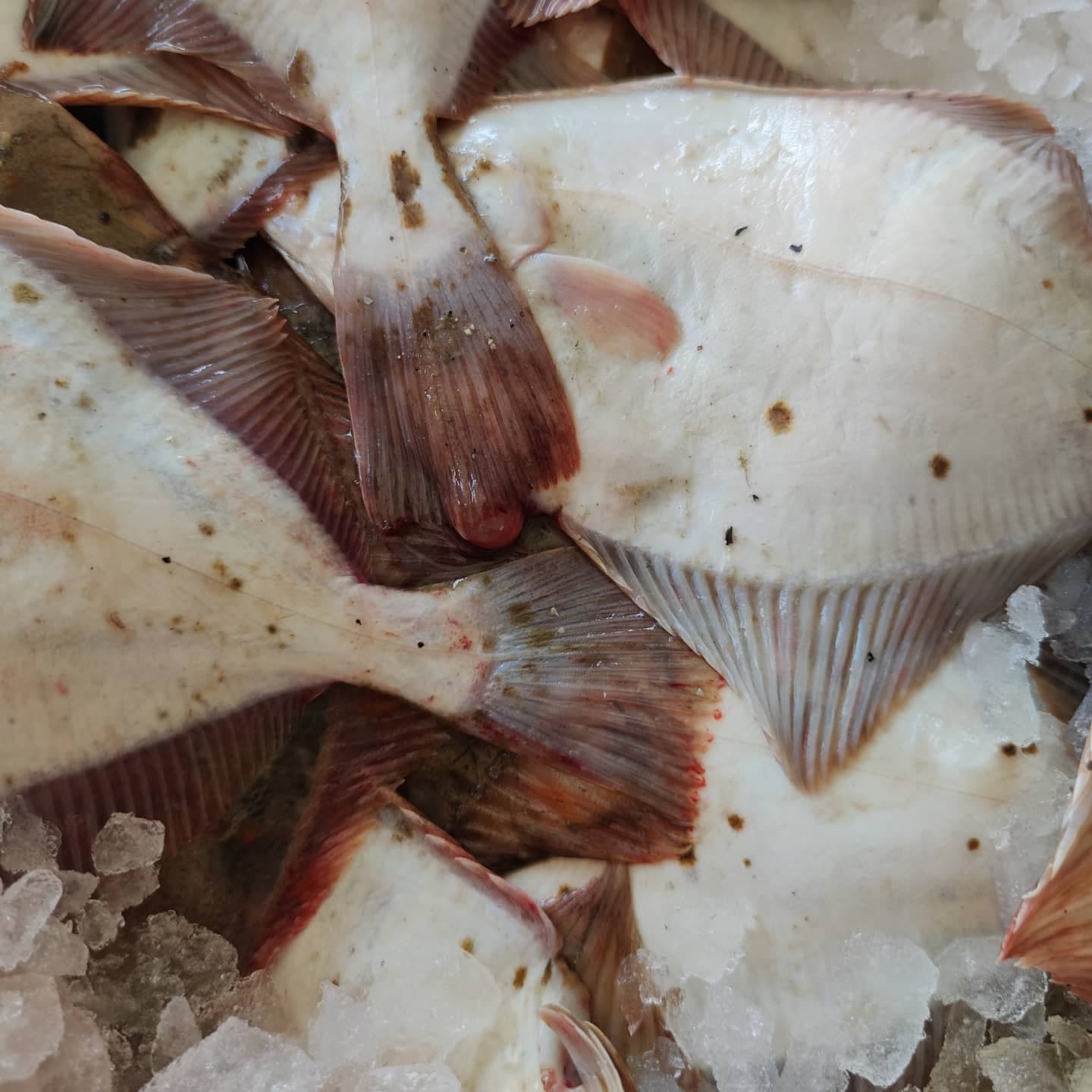 Kergulena świeże ryby